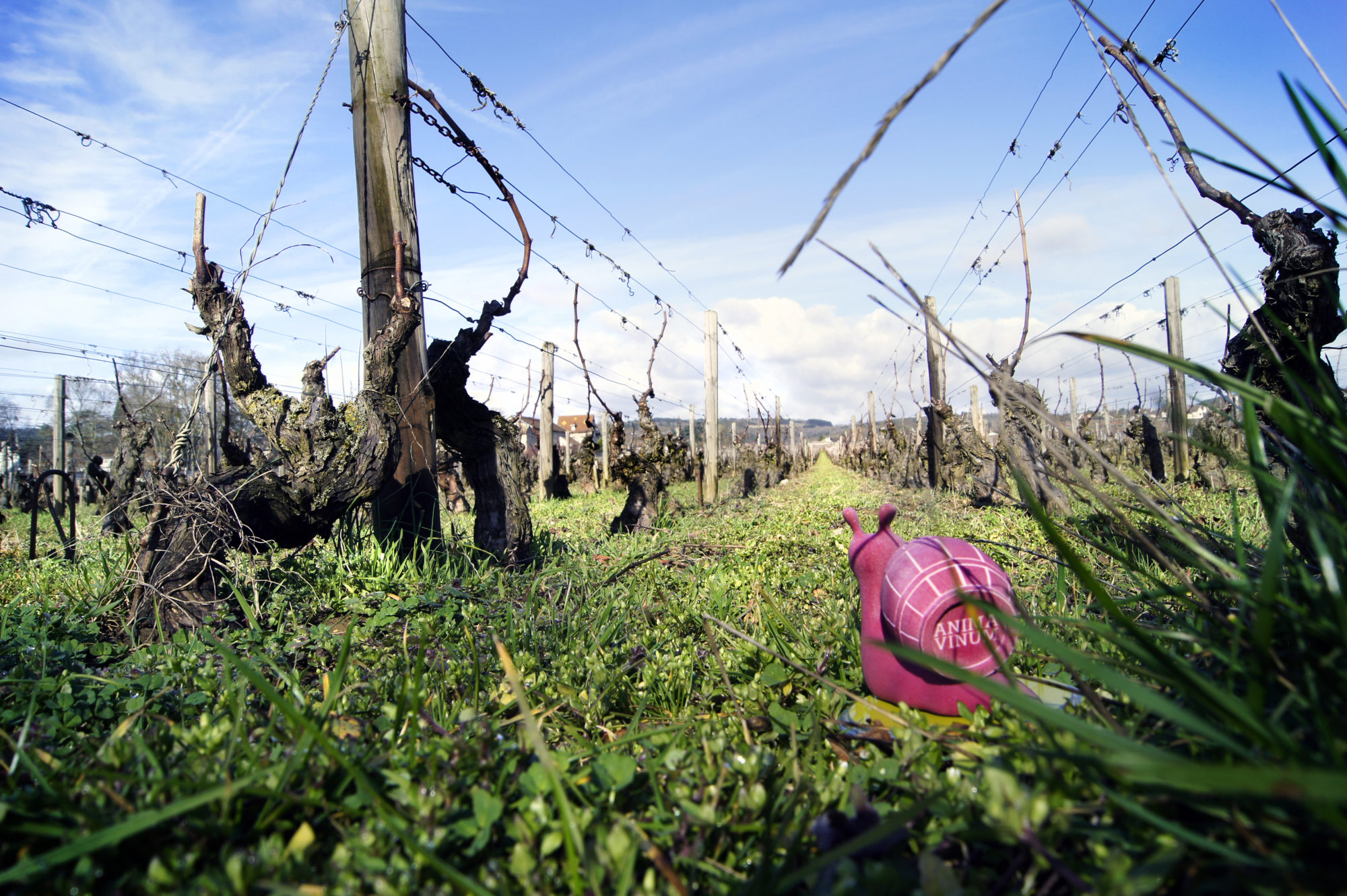 Conversations Vinophiles