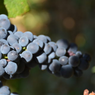 Vendanges 2019 : une moitié de récolte sur la Côte des vins en Bourgogne