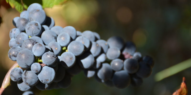 Vendanges 2019 : une moitié de récolte sur la Côte des vins en Bourgogne