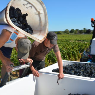 Les vendanges vues par … un coach sportif