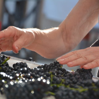 Vendanges machines ou vendanges manuelles ?