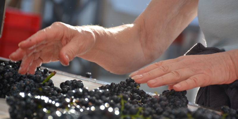 Vendanges machines ou vendanges manuelles ?