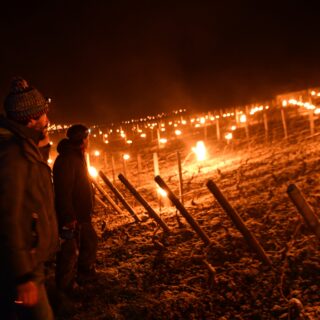 Gelée noire – Nuits blanches : les blancs très touchés cette nuit par les températures négatives sur la Côte de Beaune (diaporama)