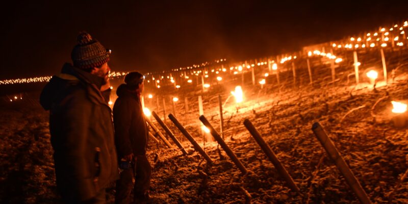 Gelée noire – Nuits blanches : les blancs très touchés cette nuit par les températures négatives sur la Côte de Beaune (diaporama)