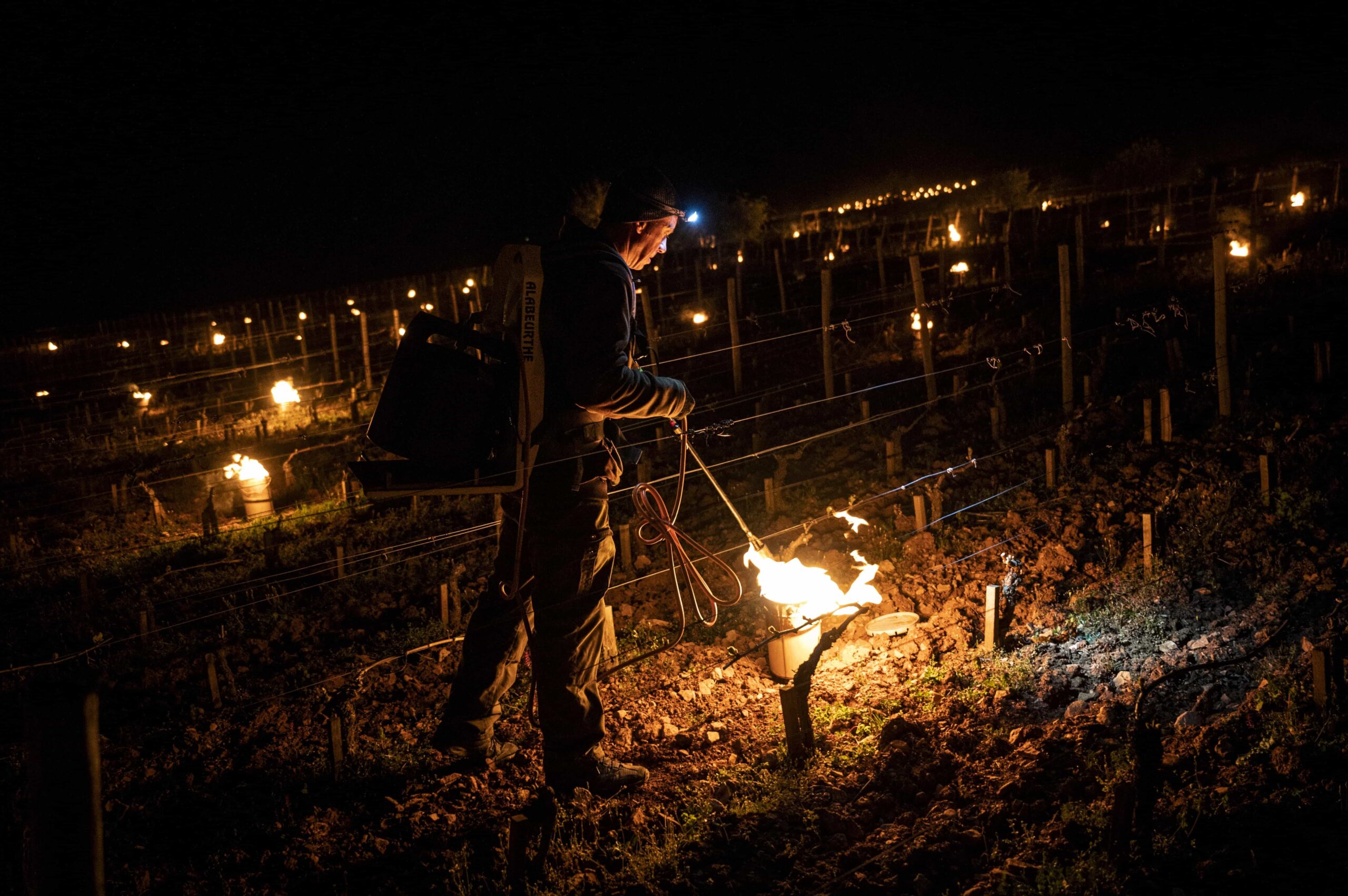 Sauver les vignes, un effort collectif … ou pas !