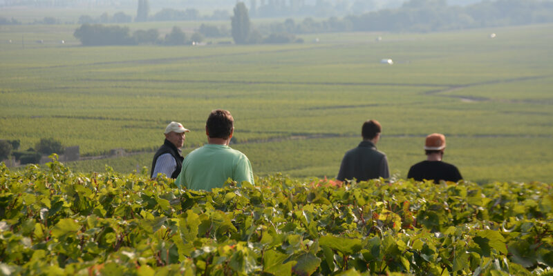 Hospices de Beaune : Dans l’ombre des Grands Crus