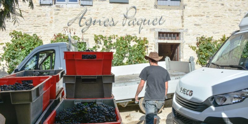 En vendanges chez Agnès Paquet !