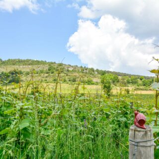 Que des vins de Vignerons Récoltants