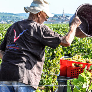 Démarrage des Vendanges aux Hospices de Beaune