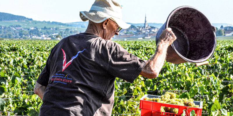 Démarrage des Vendanges aux Hospices de Beaune