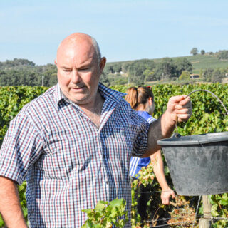 Un œil sur les vendanges