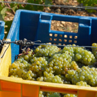 “Alors que… le vin français est bon pour l’âme”