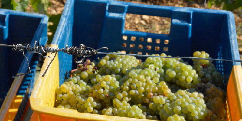“Alors que… le vin français est bon pour l’âme”